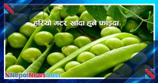 हरियो मटर खाँदा हुने फाइदा