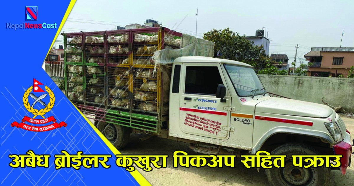 अबैध ब्रोईलर कुखुरा गाडी सहित पक्राउ
