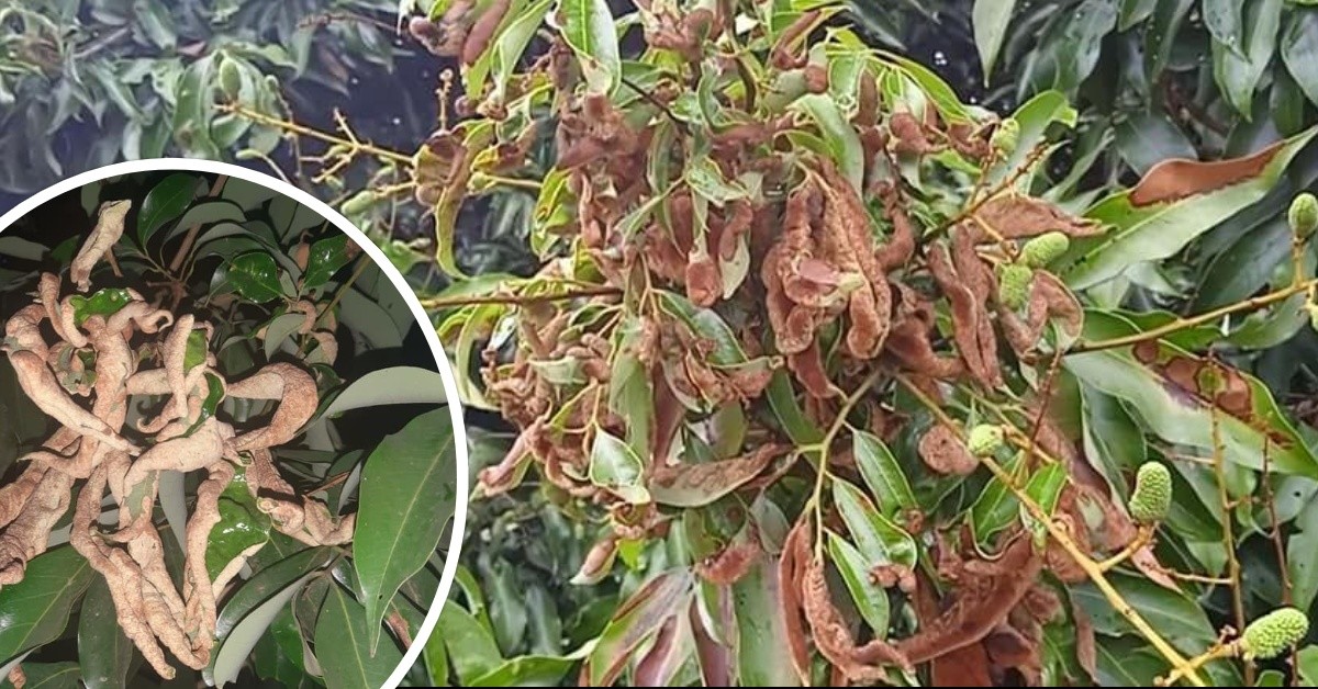 लिचीमा लाग्ने राेगकाे निराकरण गर्न पुगेन  राज्यको आँखा