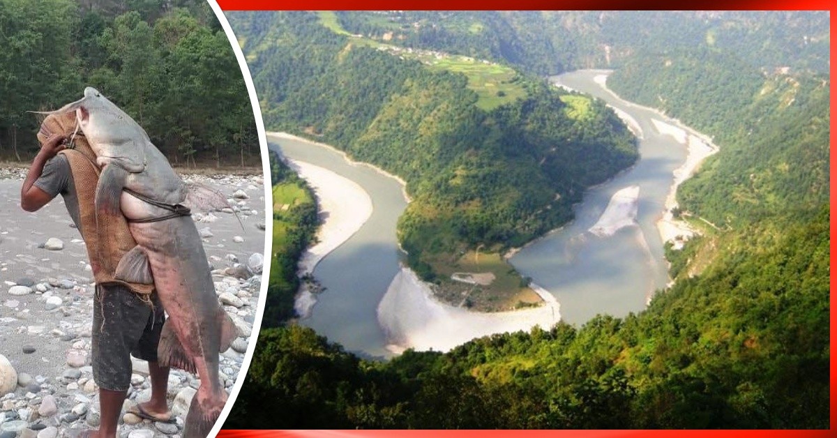 कालिगण्डकी नदिमा कहिलेकाही मात्र भेटिन्छन लाेकल माछा
