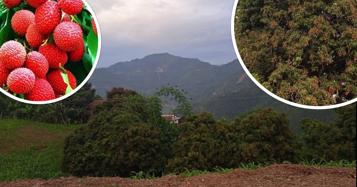 लिचिगाउँको लिचि पुग्यो बटाैली बजारमा 