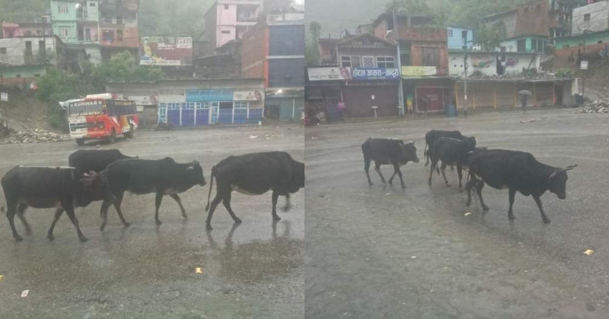 रुरुधामलाई गाईको डम्पिङ साईड बनाउने कार्य रोकिएन  एकातिर सँरक्षण को प्रयास  अर्कातिर गाईगोरु रातभरि खेदेर रिडीबजारमा 
