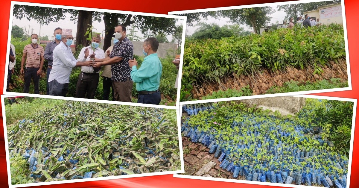 तिलोत्तमामा हरेक वर्ष ५० हजार विरुवा रोप्ने, अनुदानमा फलफूलका विरुवा वितरण