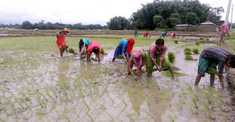 पाल्पामा असार दाेस्राे साता सम्म  ५० प्रतिशत रोपाई सकियाे