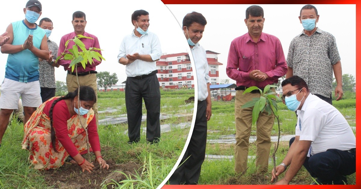 तिलोत्तमाका जनप्रतिनिधीले पदस्थापन दिनको अवसरमा गरे परिसरमा वृंक्षारोपण