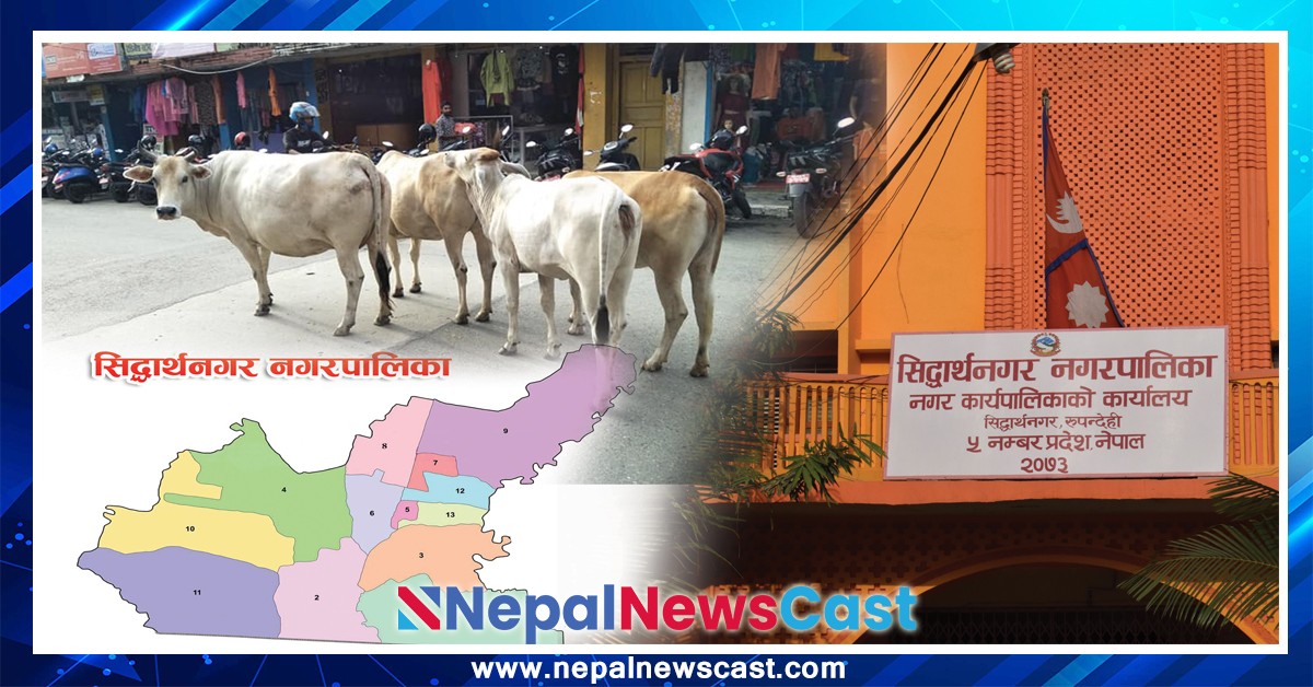 सुन्दर सिद्धार्थनगरको अव्यवस्थित छाडा चौपाया