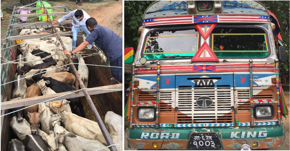 अवैध ओसारपसारमा संलग्न ट्रक, ३२ वटा गाइगोरु सहित ५ जना प्रहरी नियन्त्रणमा