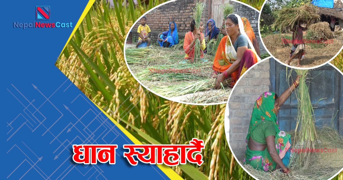 किसानलाई बाली भित्र्याउने चटारो (फोटोफिचर)