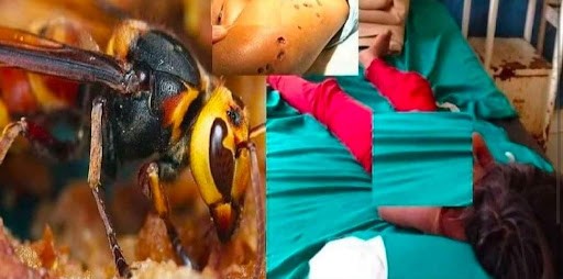 अरिंगालले टोकेर ७जना घाइते, ३ को अवस्था गम्भीर