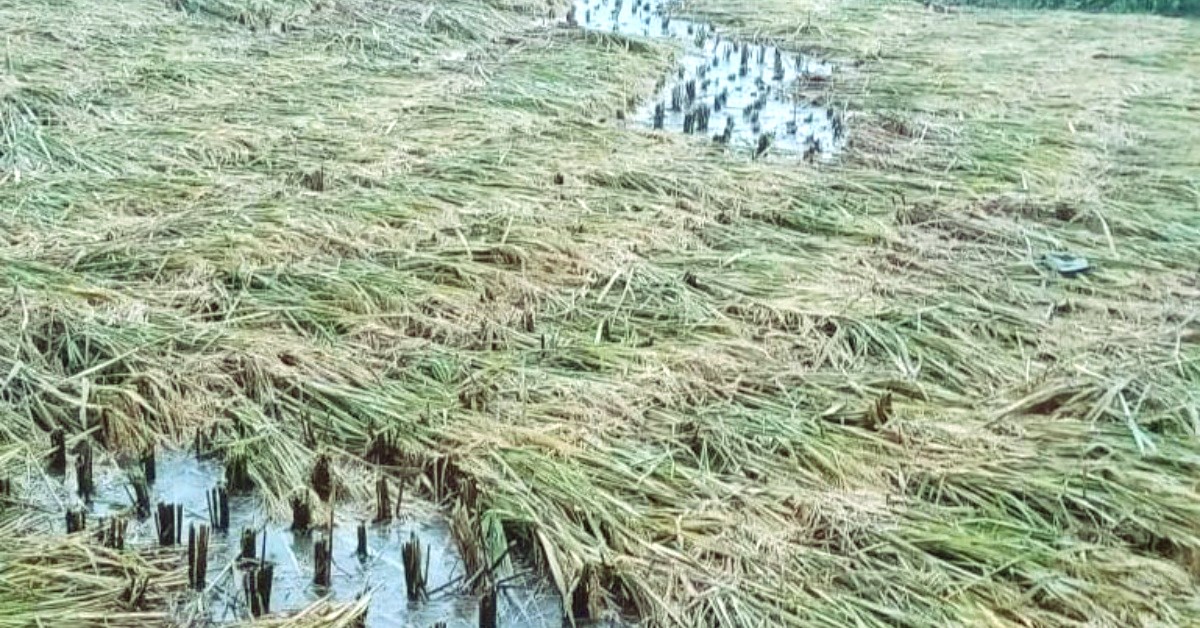 किसानलाई उचित क्षतिपूर्ति दिन अखिल नेपाल किसान महासंघकाे माग