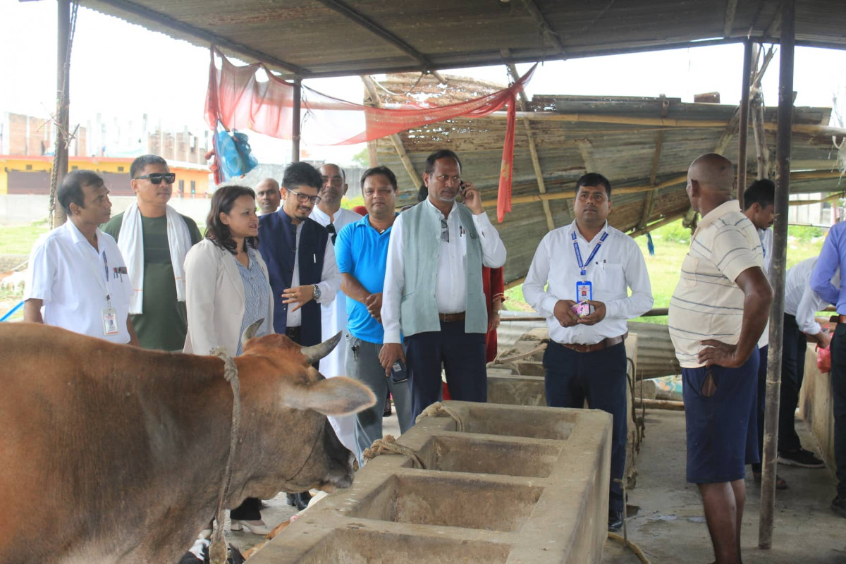 भैरहवामा छाडा चौपायाको व्यवस्थापन : गाईगोरुको कानमा ट्याग लगाईयो