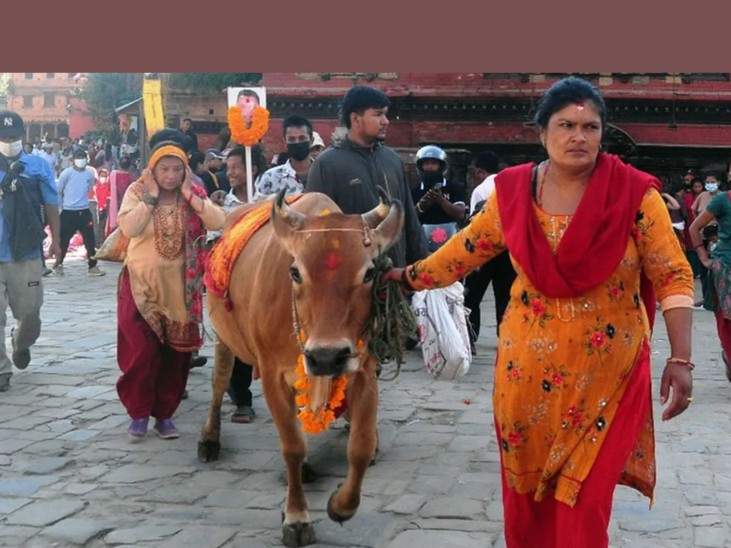 आज गाईजात्रा पर्व मनाइँदै