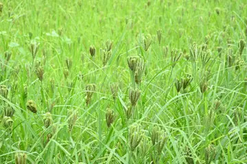 सरकारले साउन १६ लाई राष्ट्रिय कोदो दिवसका रूपमा मनाउने