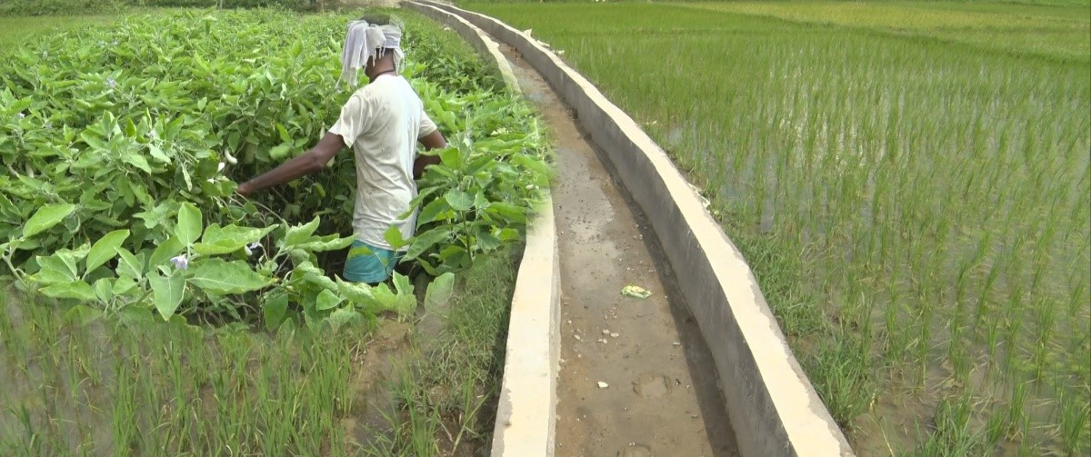 सिचाइँ सुविधासँगै र्मचावारीका किसानमा आशाः कुलो निर्माणले धान उत्पादनमा उचाईको अपेक्षा